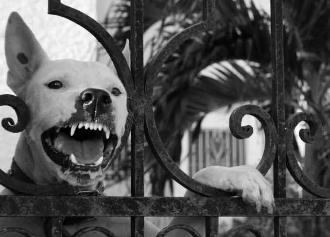 guard dog